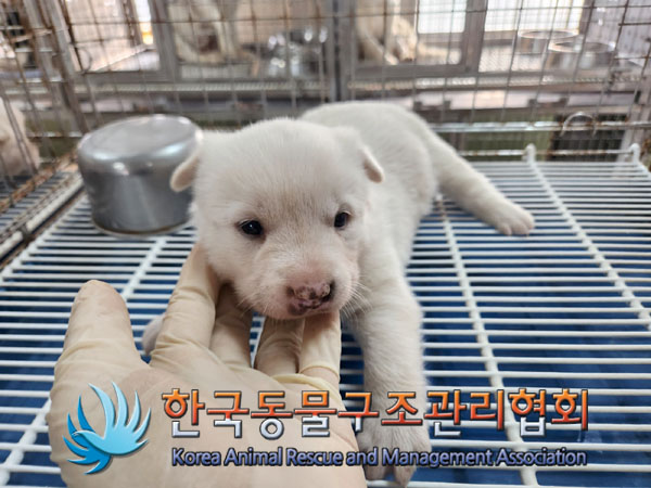 한국동물구조관리협회_441406202301947